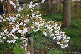 Prunus incisa ‘Frilly Frock’