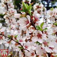 Prunus tomentosa