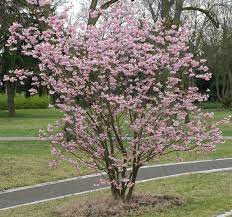 Prunus triloba