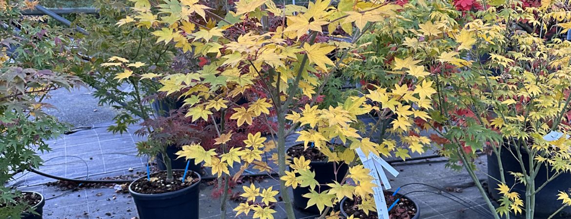 Acer palmatum ‘Saoshika’