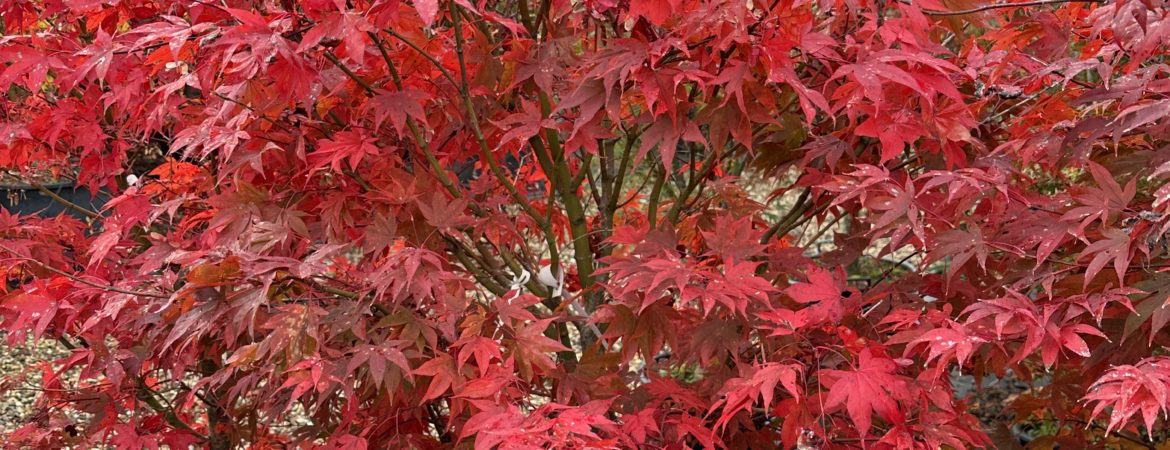 Acer palmatum ‘Omato’