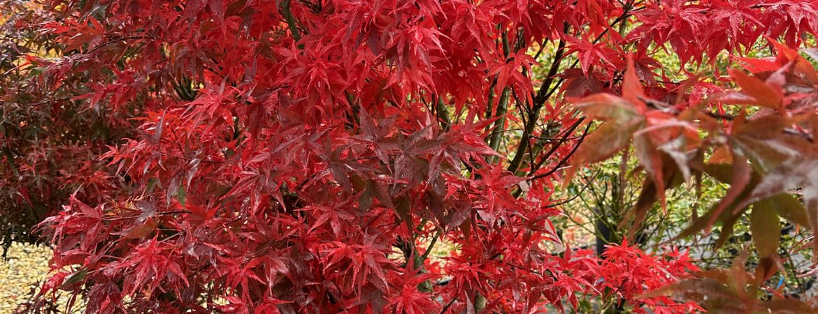 Acer palmatum ‘Taro Yama’