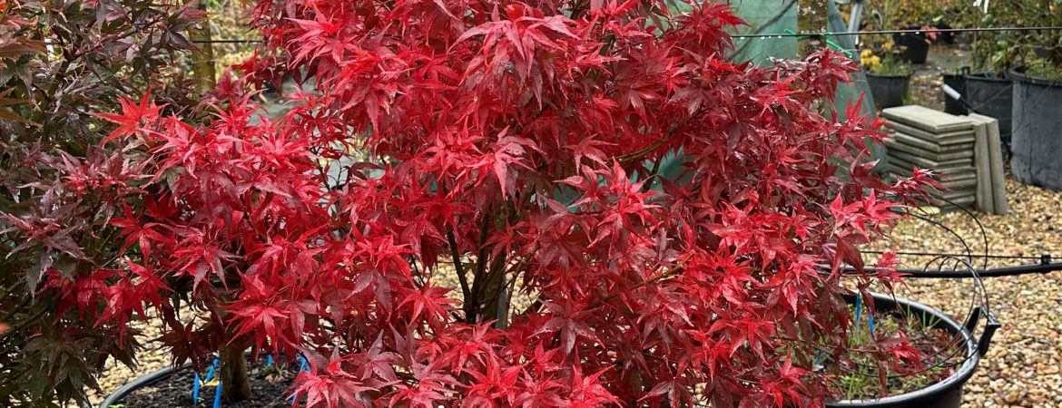 Acer palmatum ‘Taro Yama’