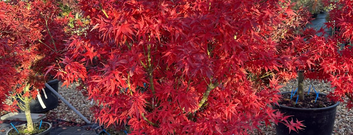 Acer palmatum ‘Taro Yama’
