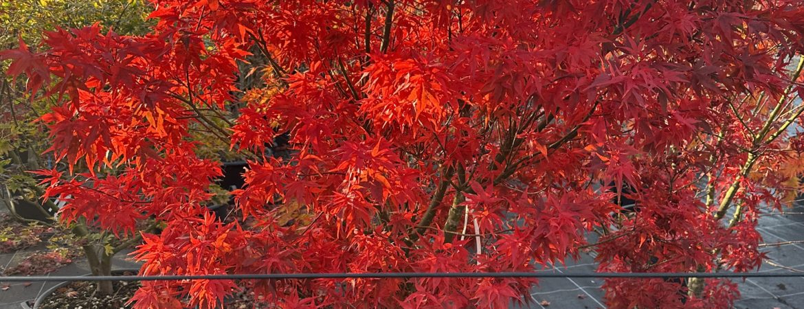 Acer palmatum ‘Taro Yama’