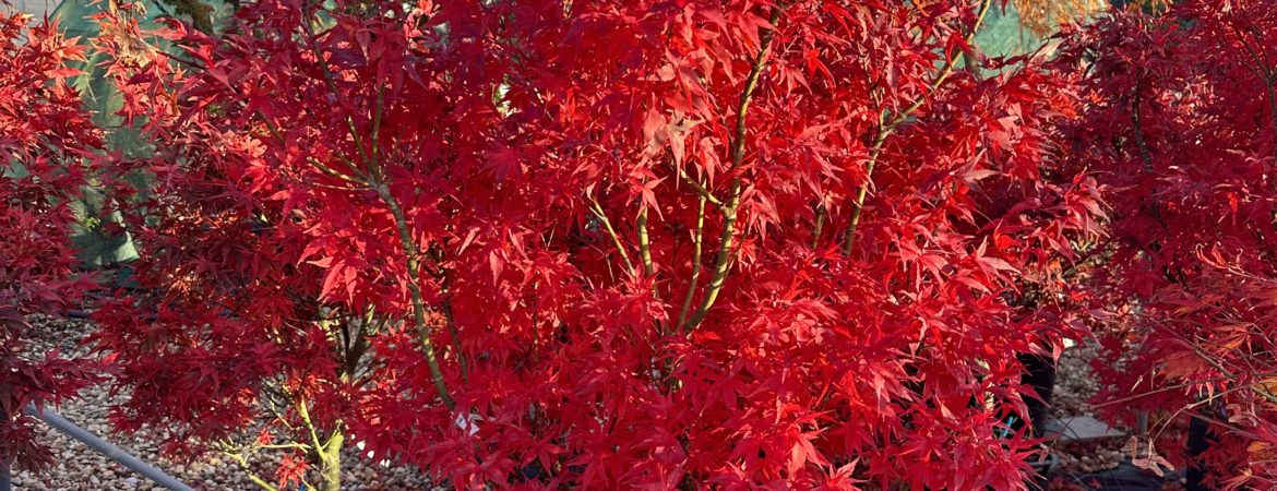 Acer palmatum ‘Taro Yama’