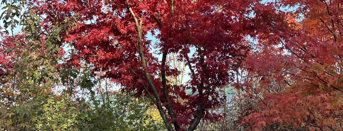 Acer palmatum ‘Bloodgood’