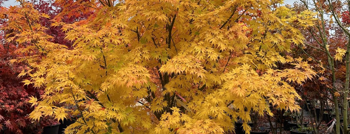 Acer palmatum ‘Kogane Nishiki’