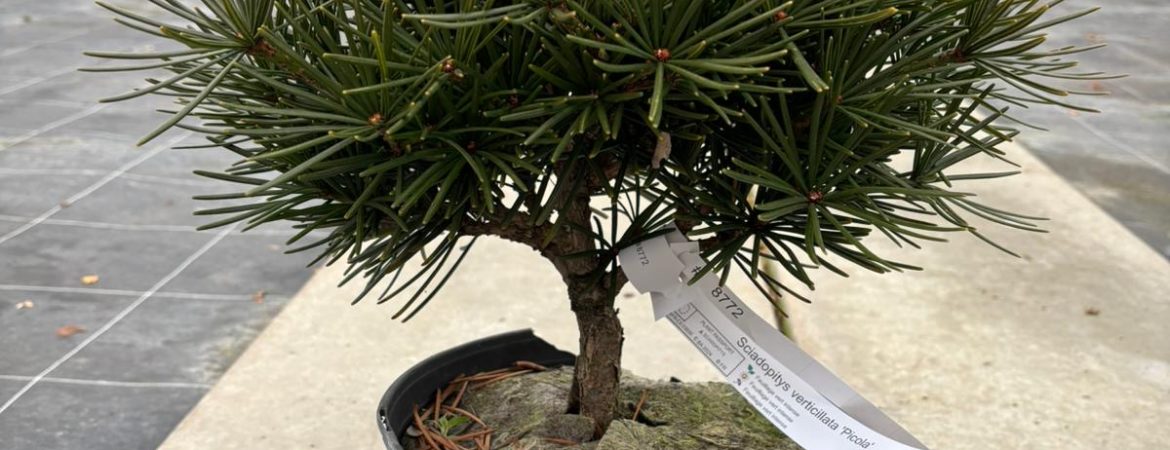 Sciadopitys verticillata ‘Picola’