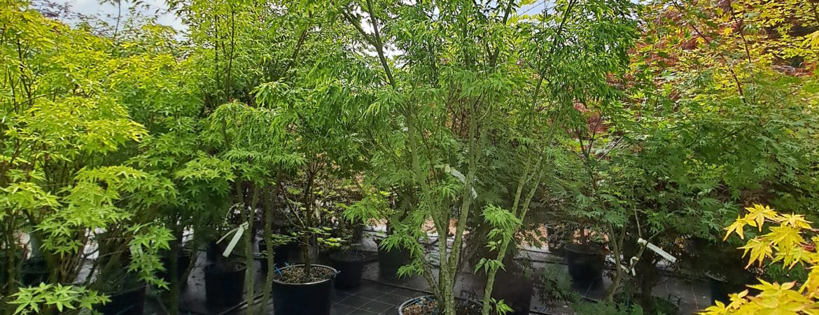 Acer palmatum ‘Sessilifolium’