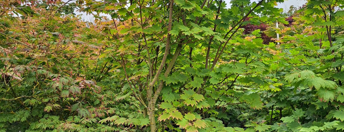 Acer japonicum ‘Vitifolium’