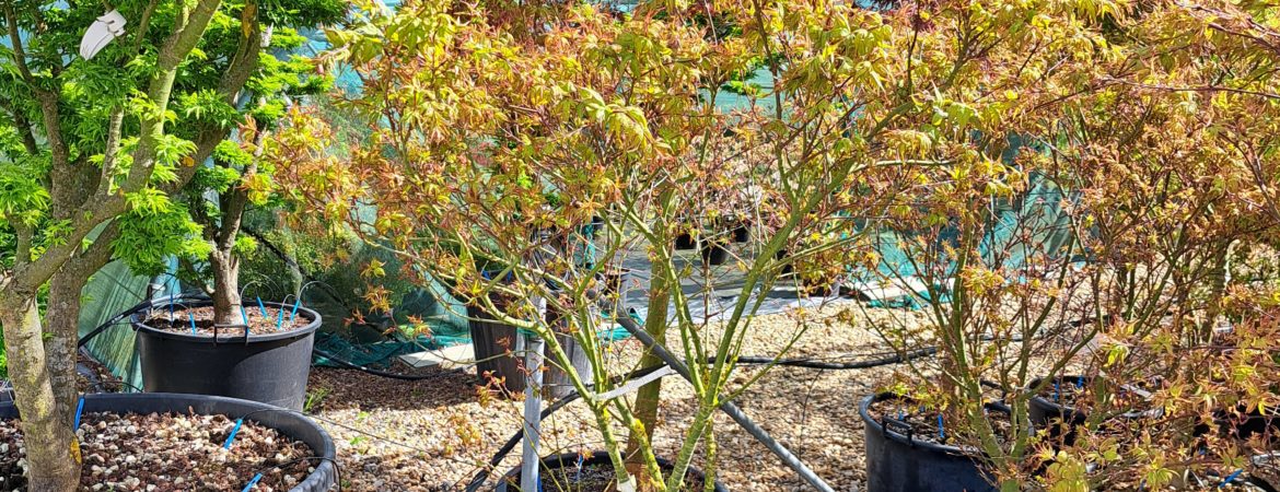 Acer palmatum ‘Taro Yama’