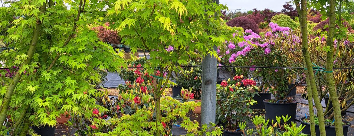 Acer palmatum ‘Type’