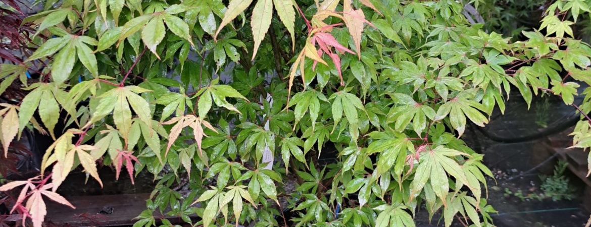 Acer palmatum ‘Type’