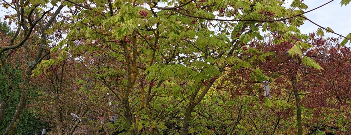 Acer japonicum ‘Mai Kujaku’