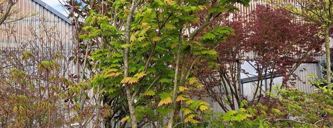 Acer japonicum ‘Vitifolium’