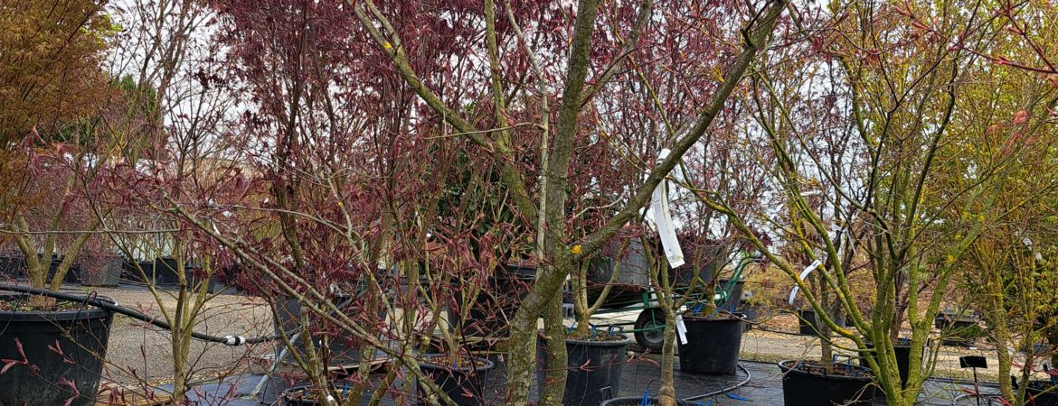 Acer palmatum ‘Enkan’