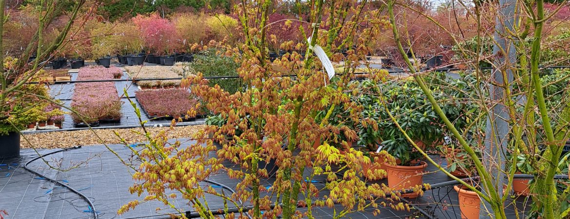 Acer palmatum ‘Type’