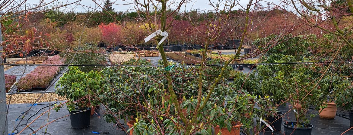 Acer palmatum ‘Type’