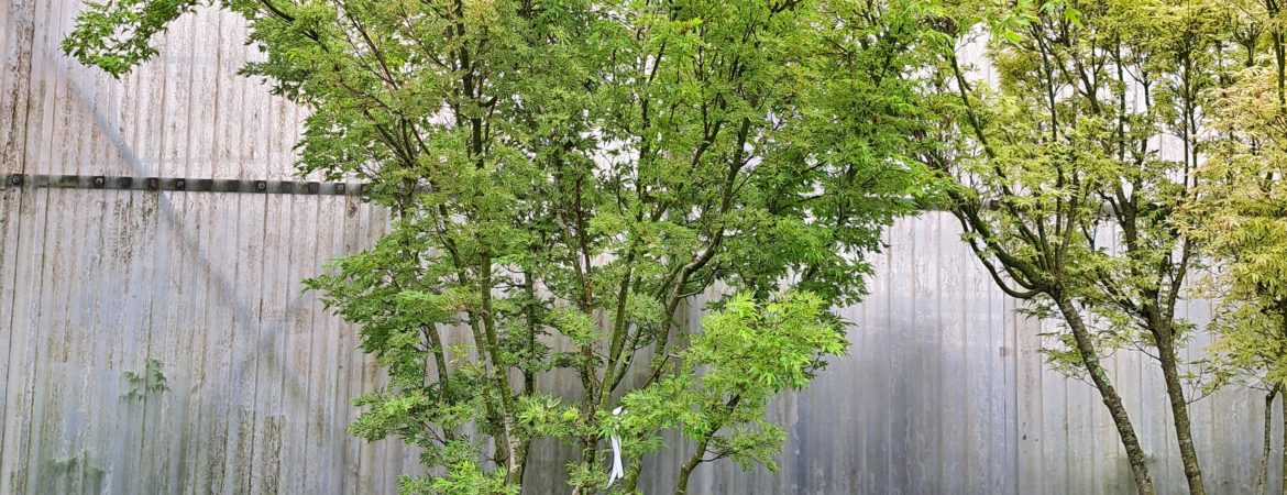 Acer palmatum ‘Higasa Yama’