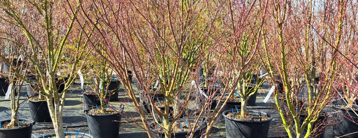 Acer palmatum ‘Beni Tsukasa’