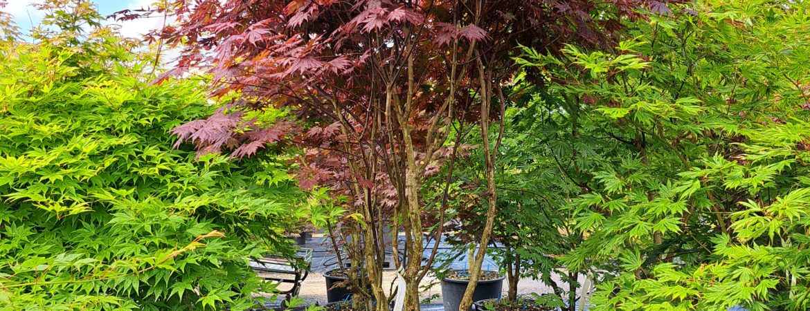 Acer shirasawanum ‘Gloria’