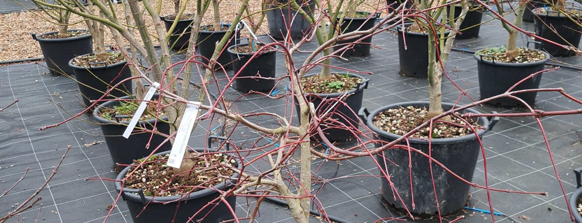 Acer japonicum ‘Green Cascade’