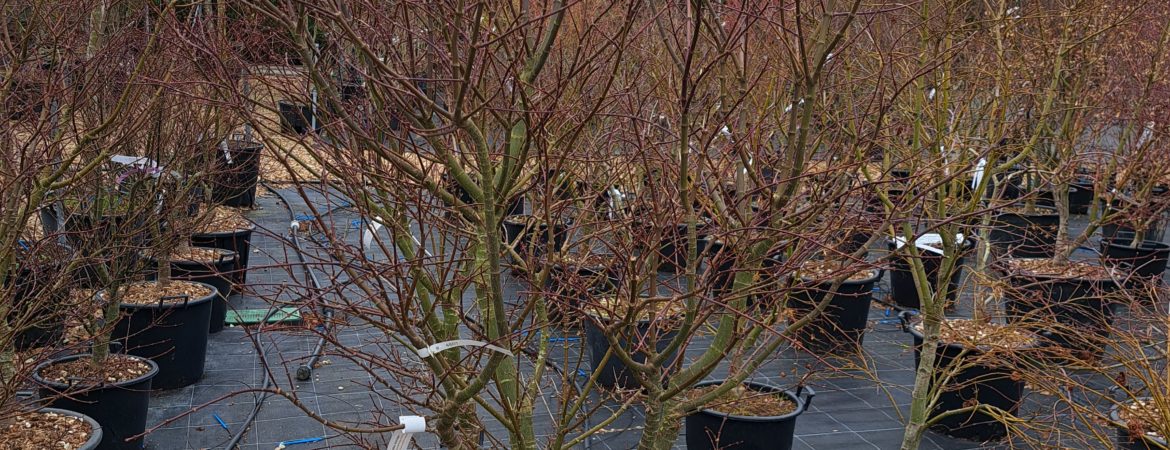Acer palmatum ‘Taro Yama’