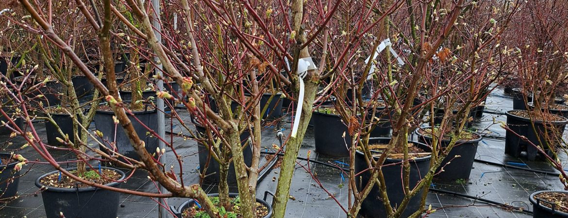Acer japonicum ‘Vitifolium’