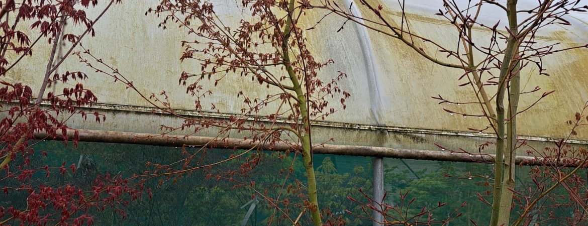 Acer palmatum ‘Type’