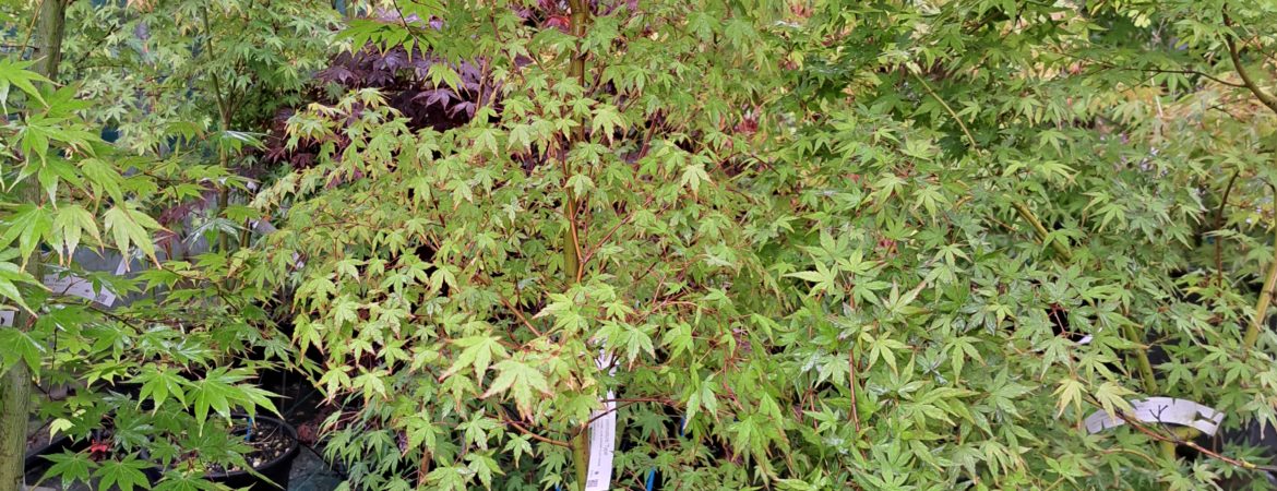 Acer palmatum ‘Type’