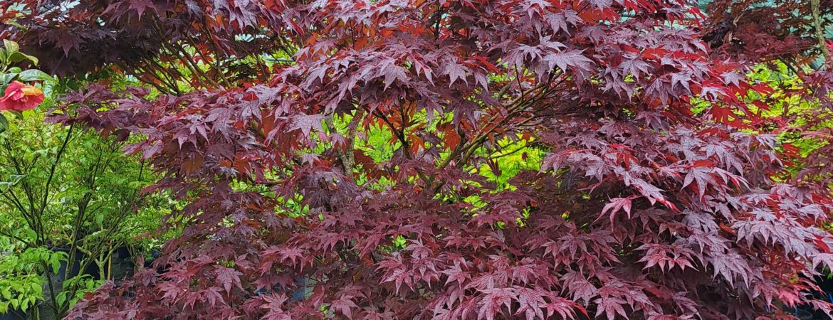 Acer palmatum ‘Bloodgood’