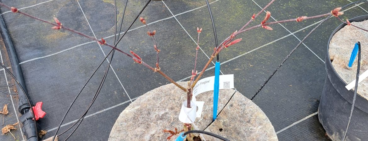 Acer palmatum ‘Fireglow’