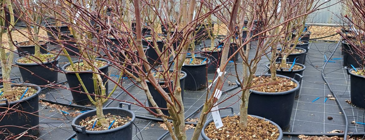 Acer palmatum ‘Fireglow’