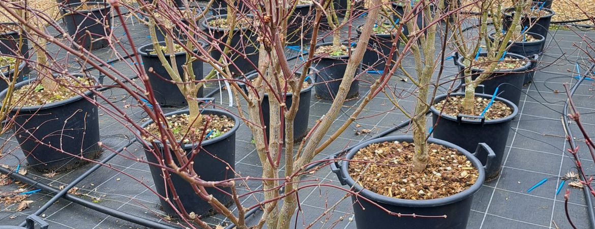 Acer palmatum ‘Fireglow’