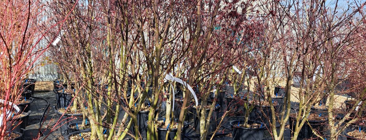 Acer palmatum ‘Bloodgood’