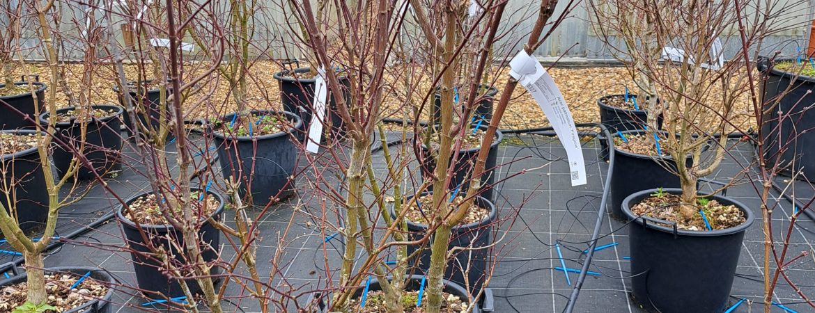 Acer palmatum ‘Fireglow’