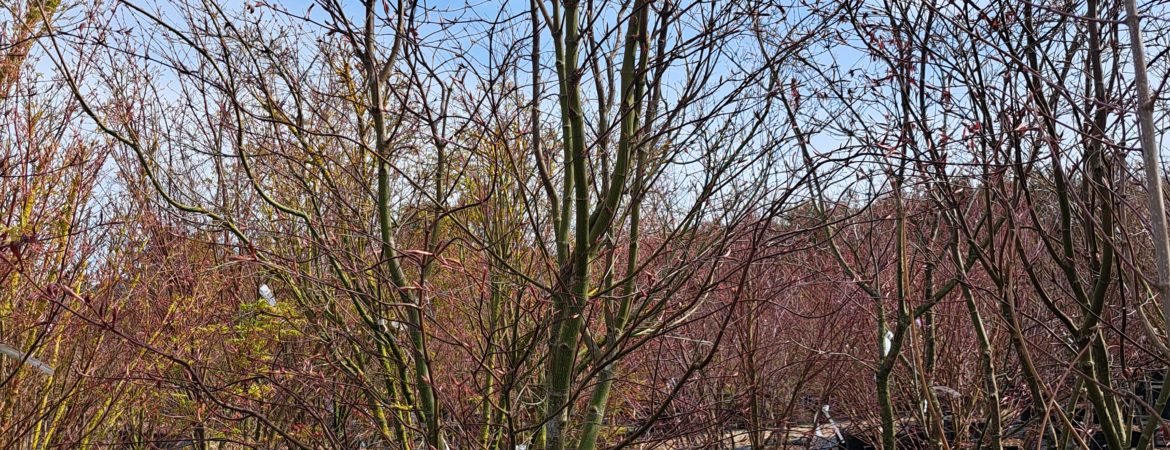Acer palmatum ‘Bloodgood’