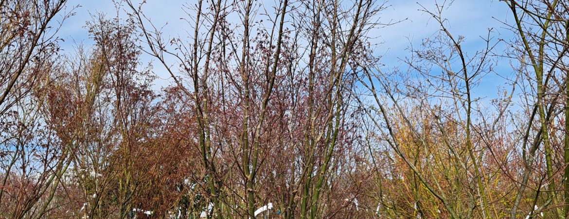 Acer palmatum ‘Atropurpureum’