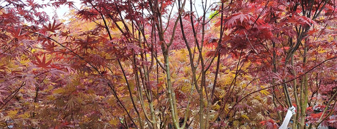Acer palmatum ‘Nuresagi’
