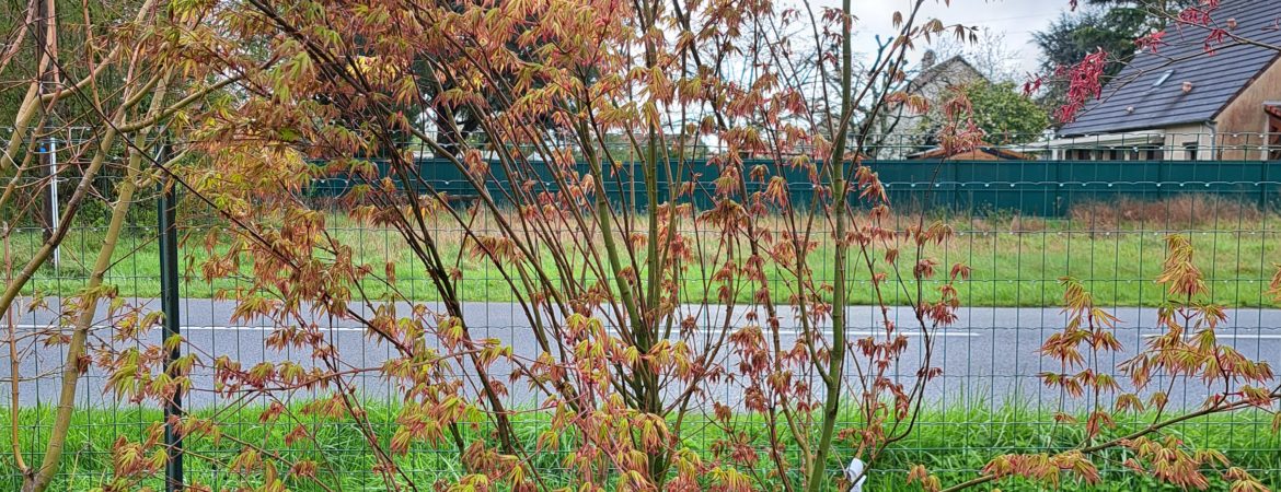 Acer palmatum ‘Type’