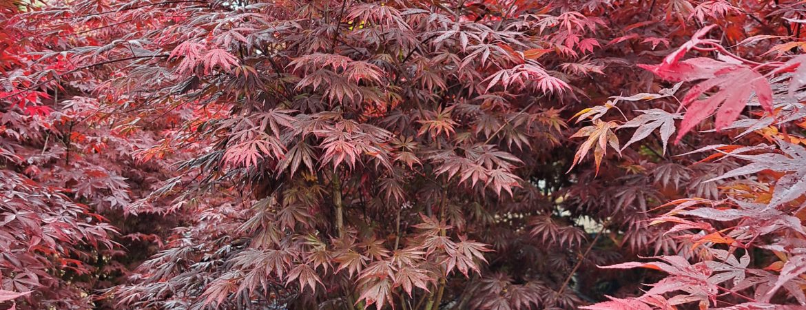 Acer palmatum ‘Trompenburg’