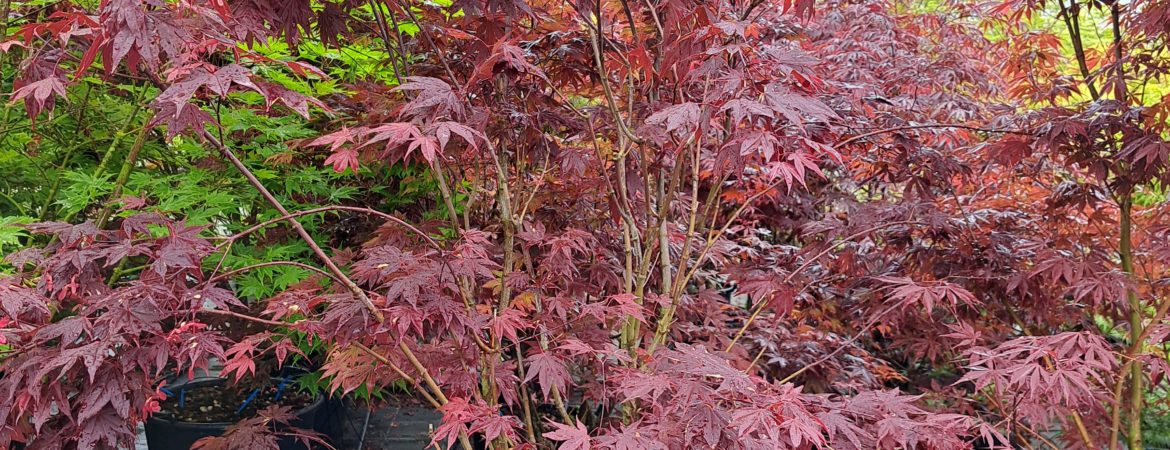 Acer palmatum ‘Yezo Nishiki’