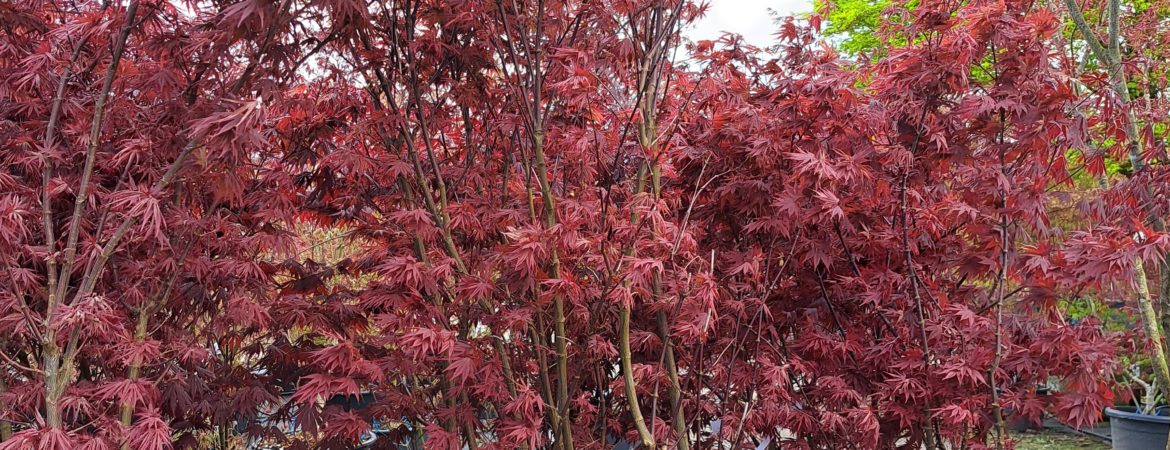 Acer palmatum ‘Pixie’