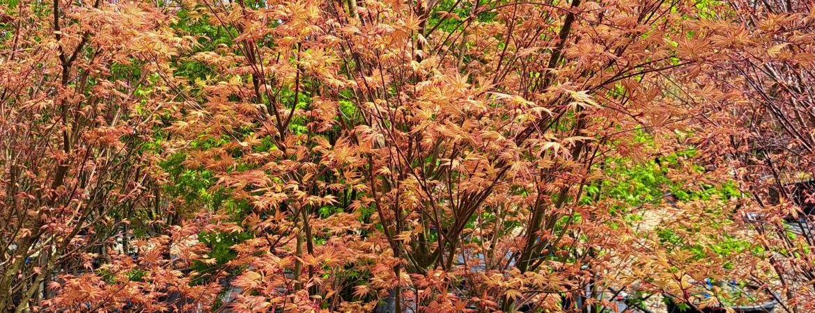 Acer palmatum ‘Seigen’