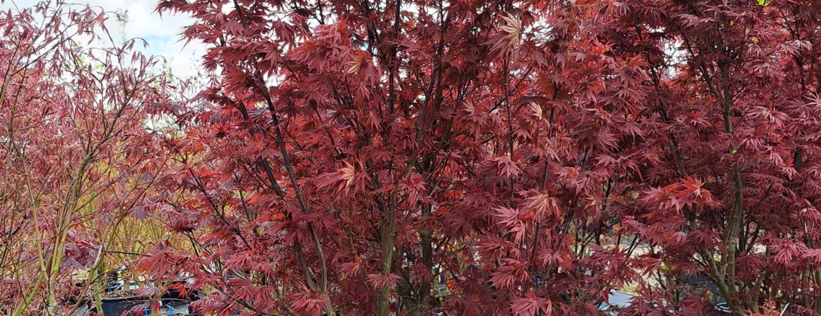 Acer palmatum ‘Pixie’
