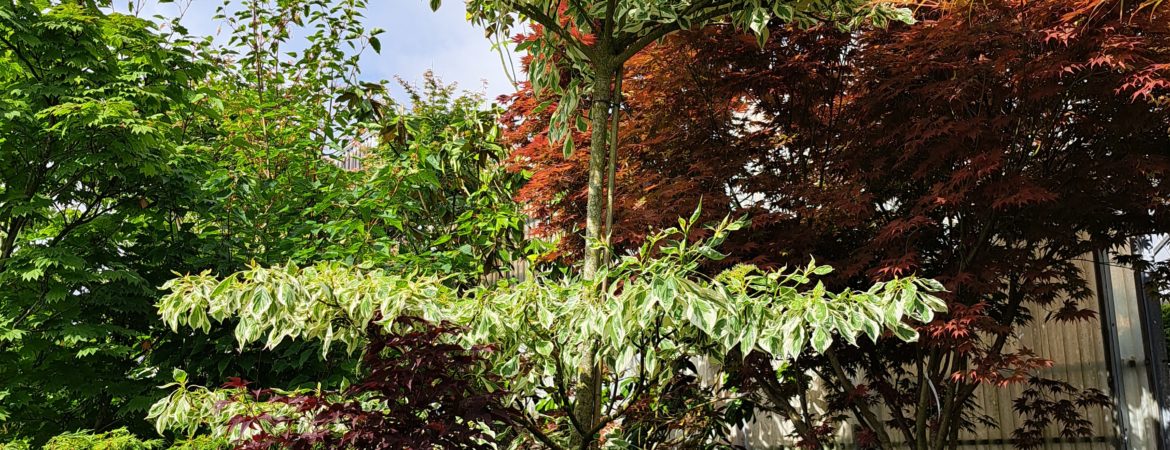 Cornus controversa ‘Variegata’