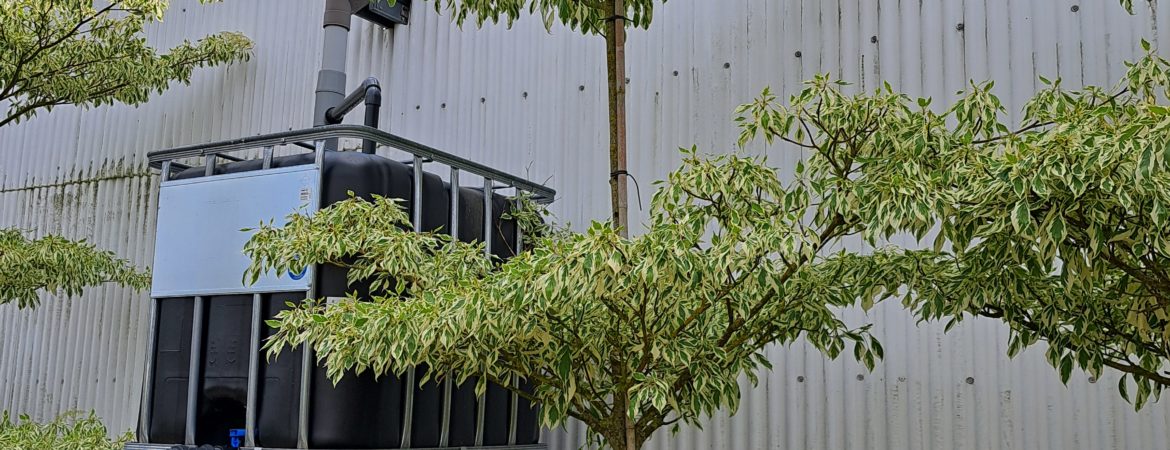 Cornus controversa ‘Variegata’
