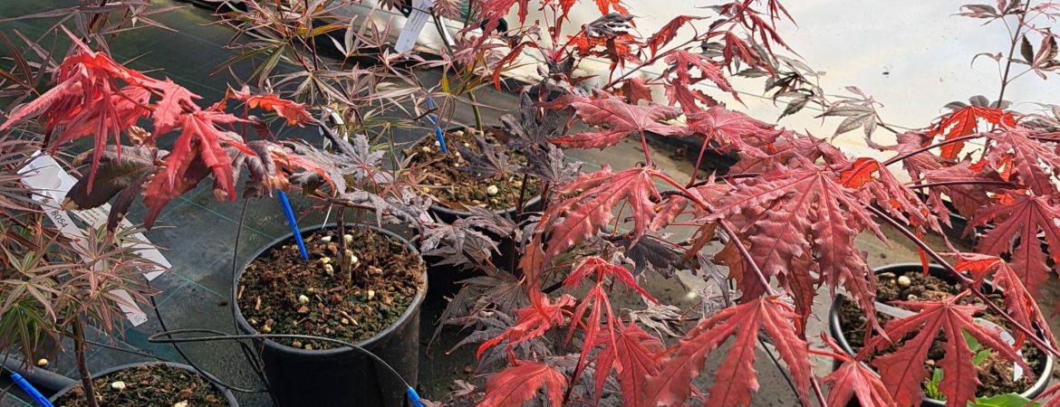 Acer palmatum ‘Purple Ghost’
