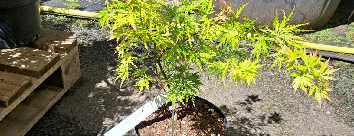Acer palmatum  ‘Seiryu’